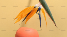 demo-attachment-719-pexels-daria-liudnaya-7354422